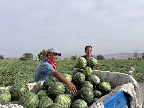 轱辘吃瓜,揭秘娱乐圈的甜蜜与苦涩  第3张